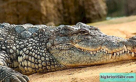 Нильский крокодил – фото, описание, ареал, рацион, враги, популяция