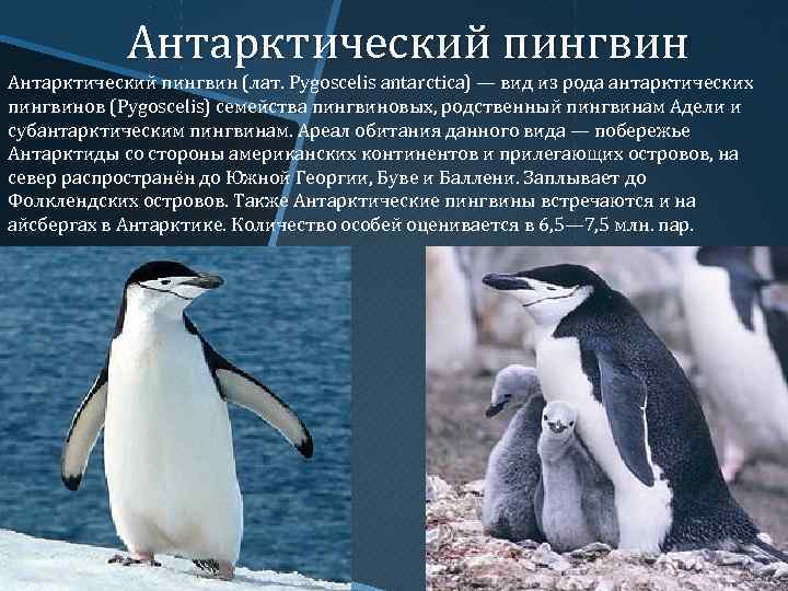 Императорский пингвин: фото и описание, среда обитания, образ жизни и интересные факты :: syl.ru