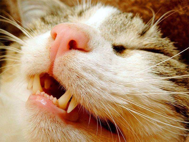 Лечение гингивита у кошек – эффективные методы