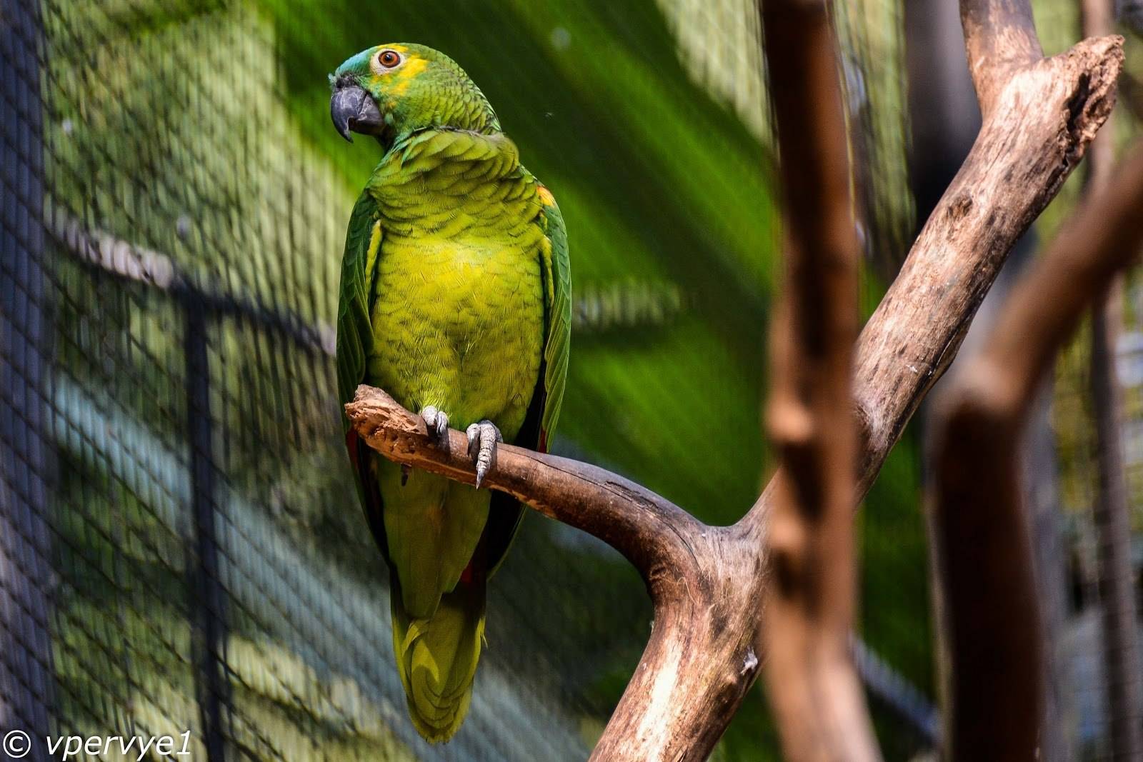 Краткое описание наиболее часто содержащихся в неволе амазонских попугаев - энциклопедия владельца птицы