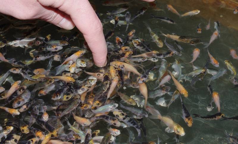 Золотая рыбка — выбор, основные виды, уход, питание + 65 фото
