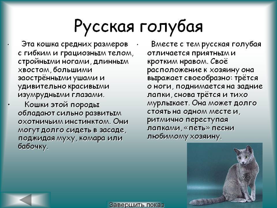 Русская голубая кошка: описание породы и характера, уход