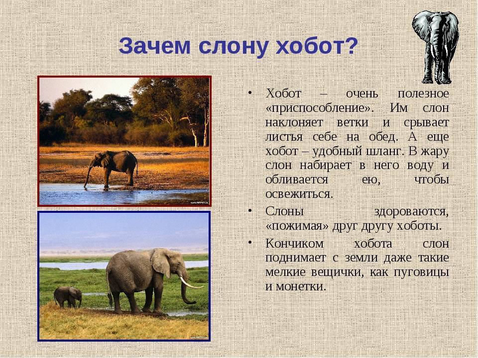 Слон по феншуй: значение символа с поднятым и опущенным хоботом