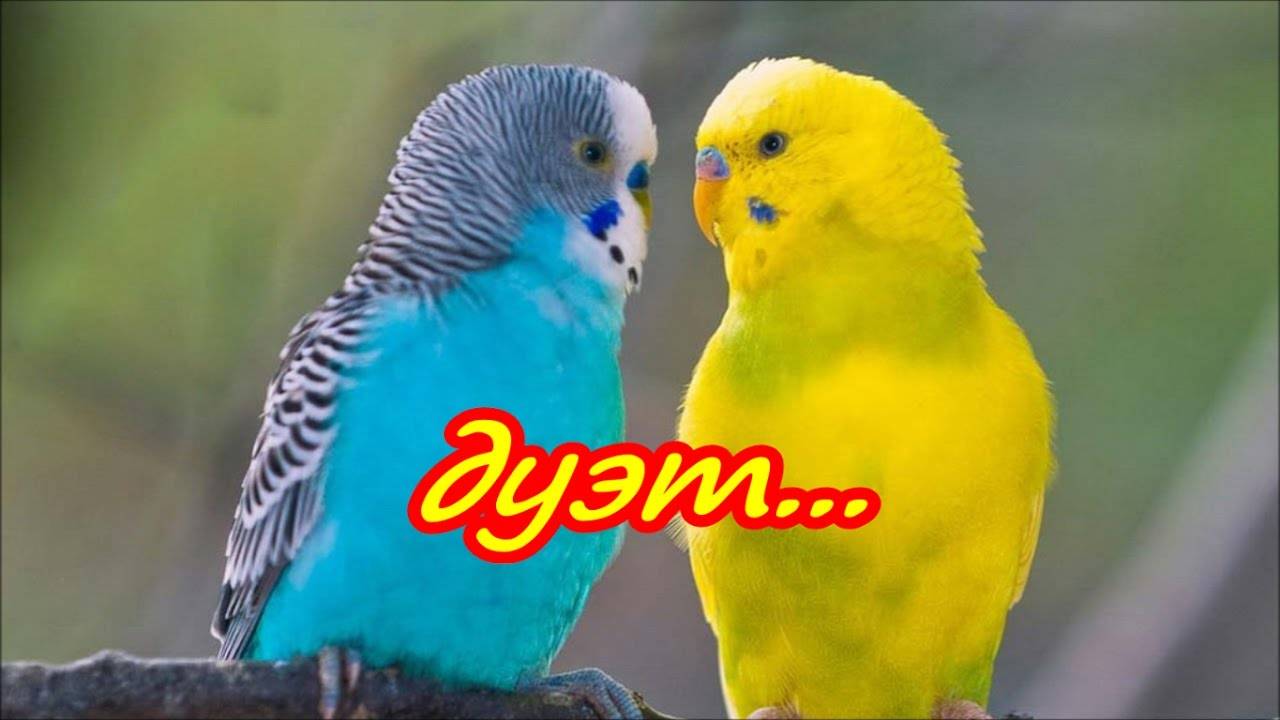 Пение и чириканье волнистых попугаев: слушаем и разбираемся