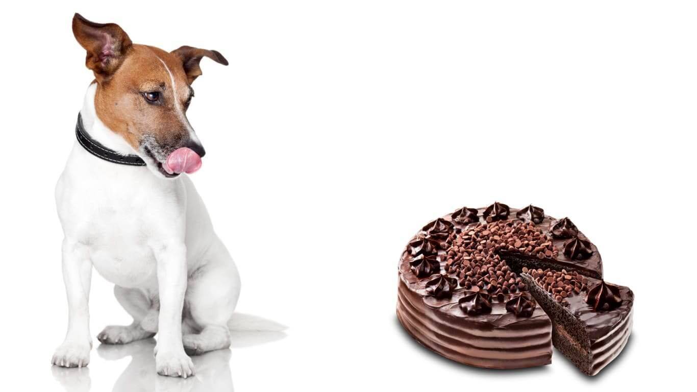 Вкусняшки и лакомства для собак: чем побаловать питомца