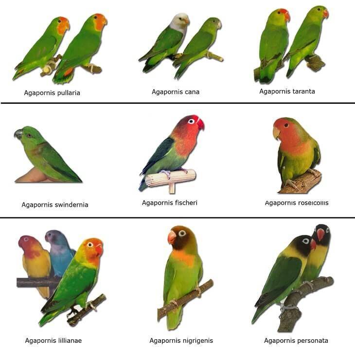 Сколько живут неразлучники в домашних условиях, как научить попугая говорить?