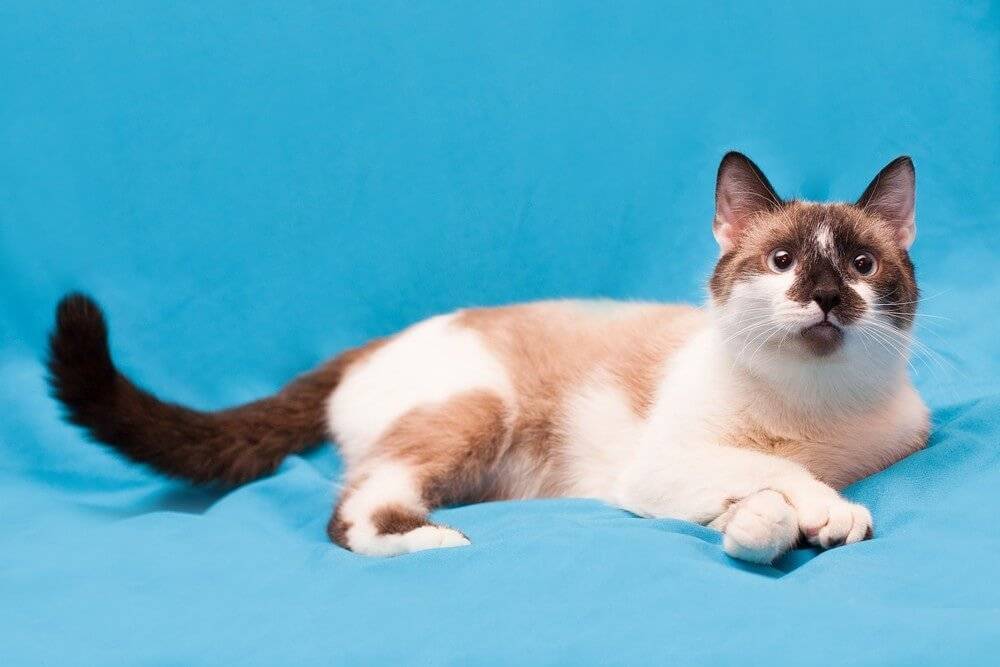 Сноу-шу кошка: описание породы, фото, происхождение