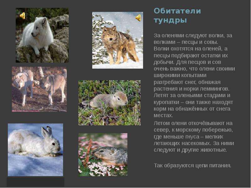 Животные занесенные в красную книгу россии