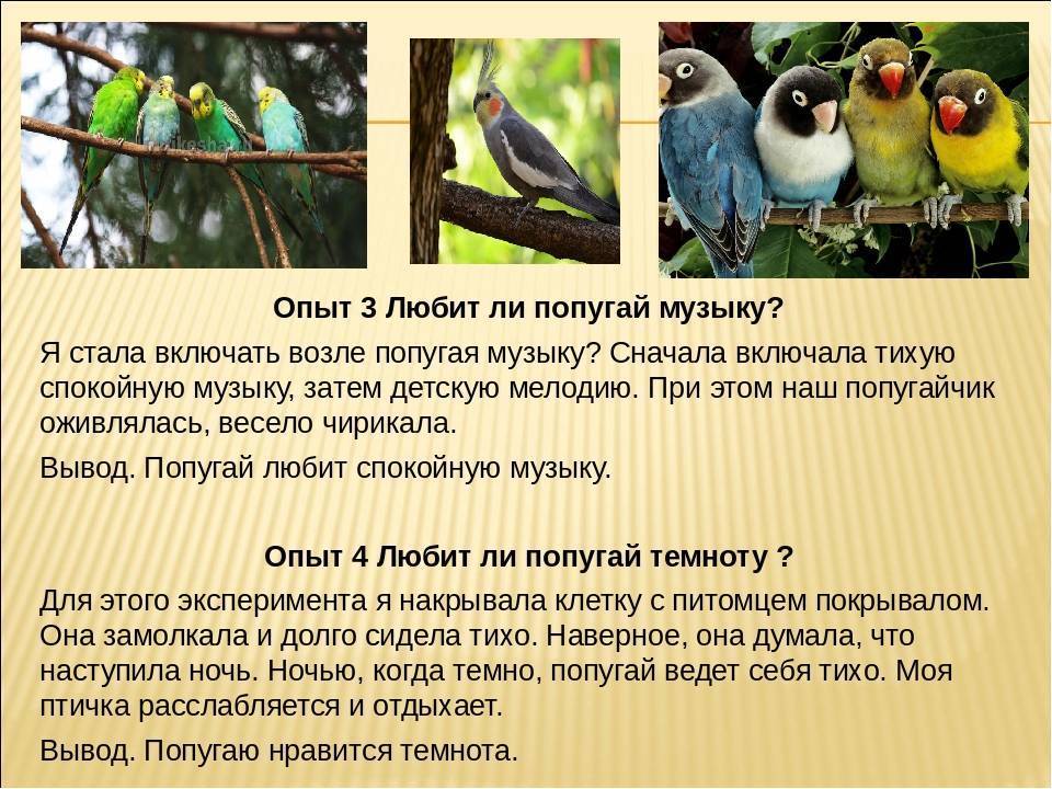 Читать книгу учим попугая говорить ильи мельникова : онлайн чтение - страница 1