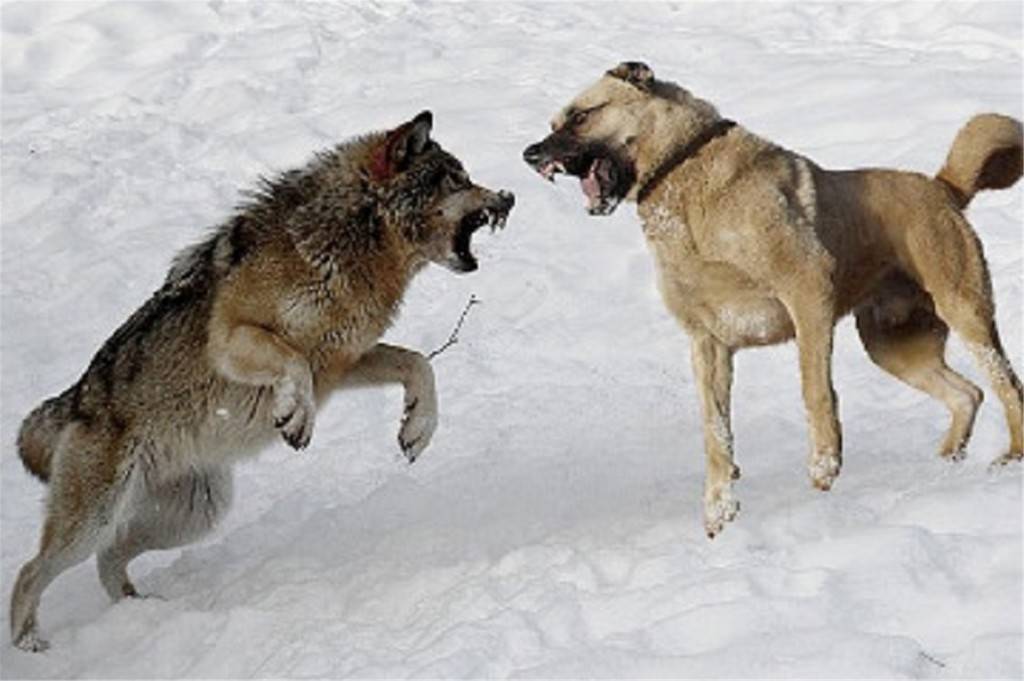 Волки против собак кто сильнее