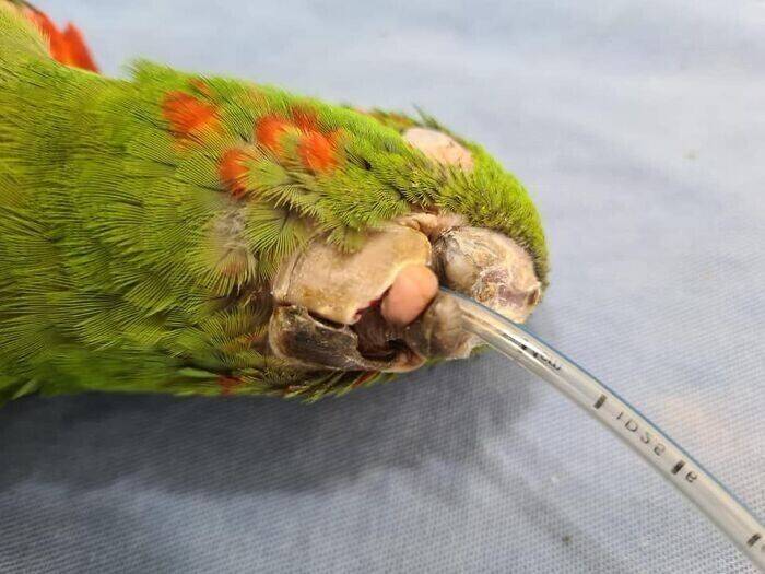 Каролинский попугай | вымерший вид попугаев