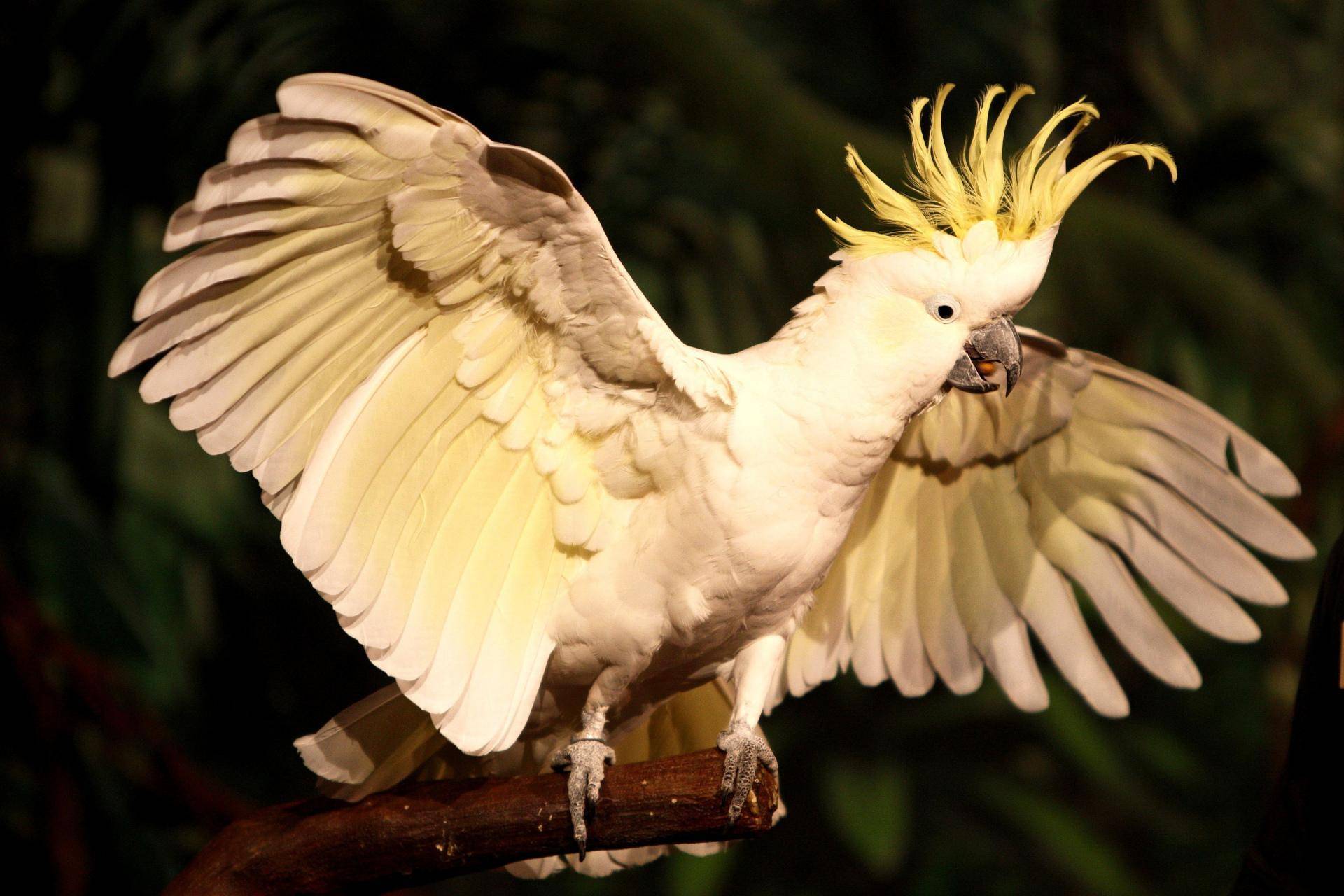 Попугай какаду: виды, где обитают, чем питаются, образ жизни
