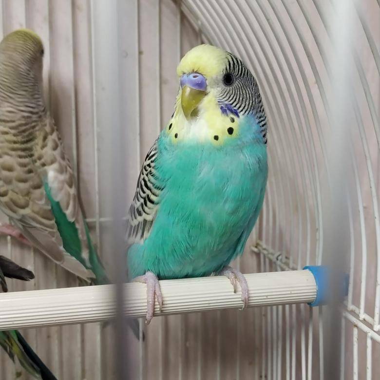 Имена для попугаев - как подобрать по характеру, виду или полу птицы, список кличек по буквам алфавита