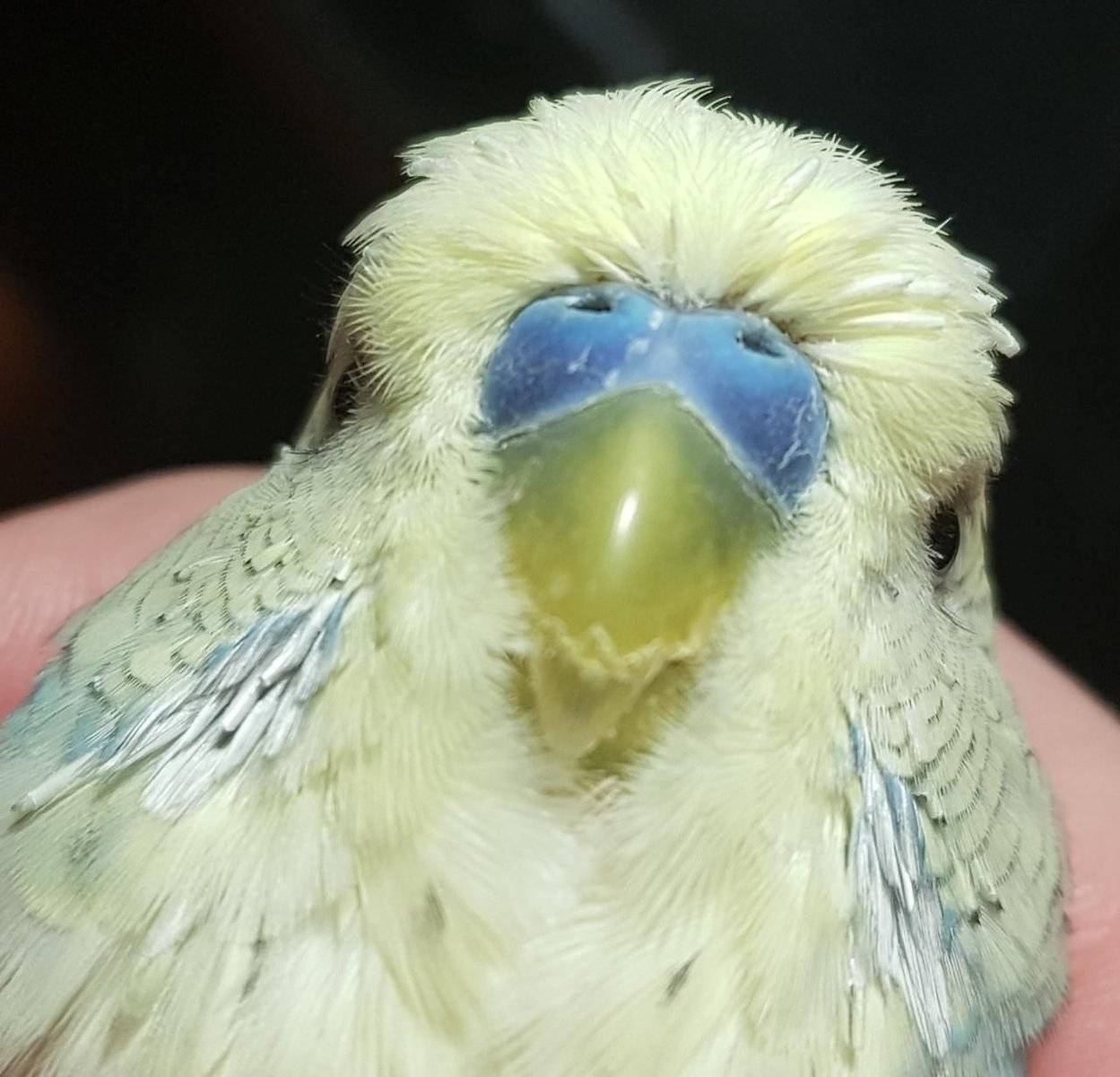 Аллергия на попугая: как проявляется у детей и взрослых