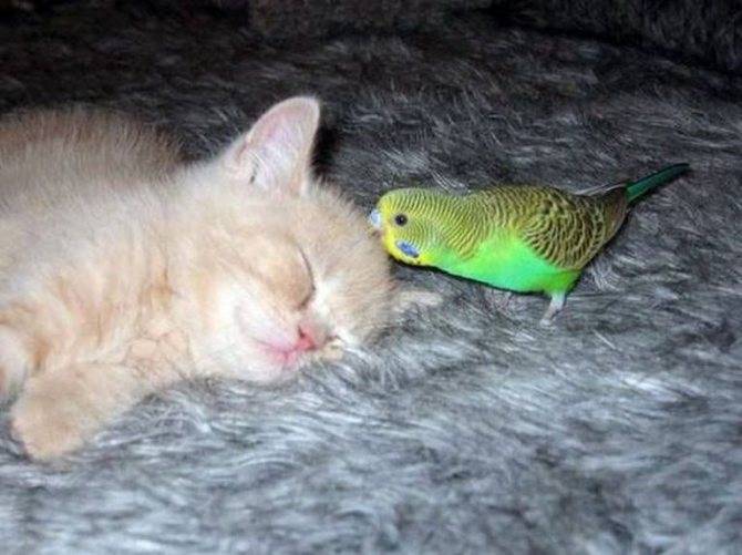 Можно ли завести котенка если есть попугай