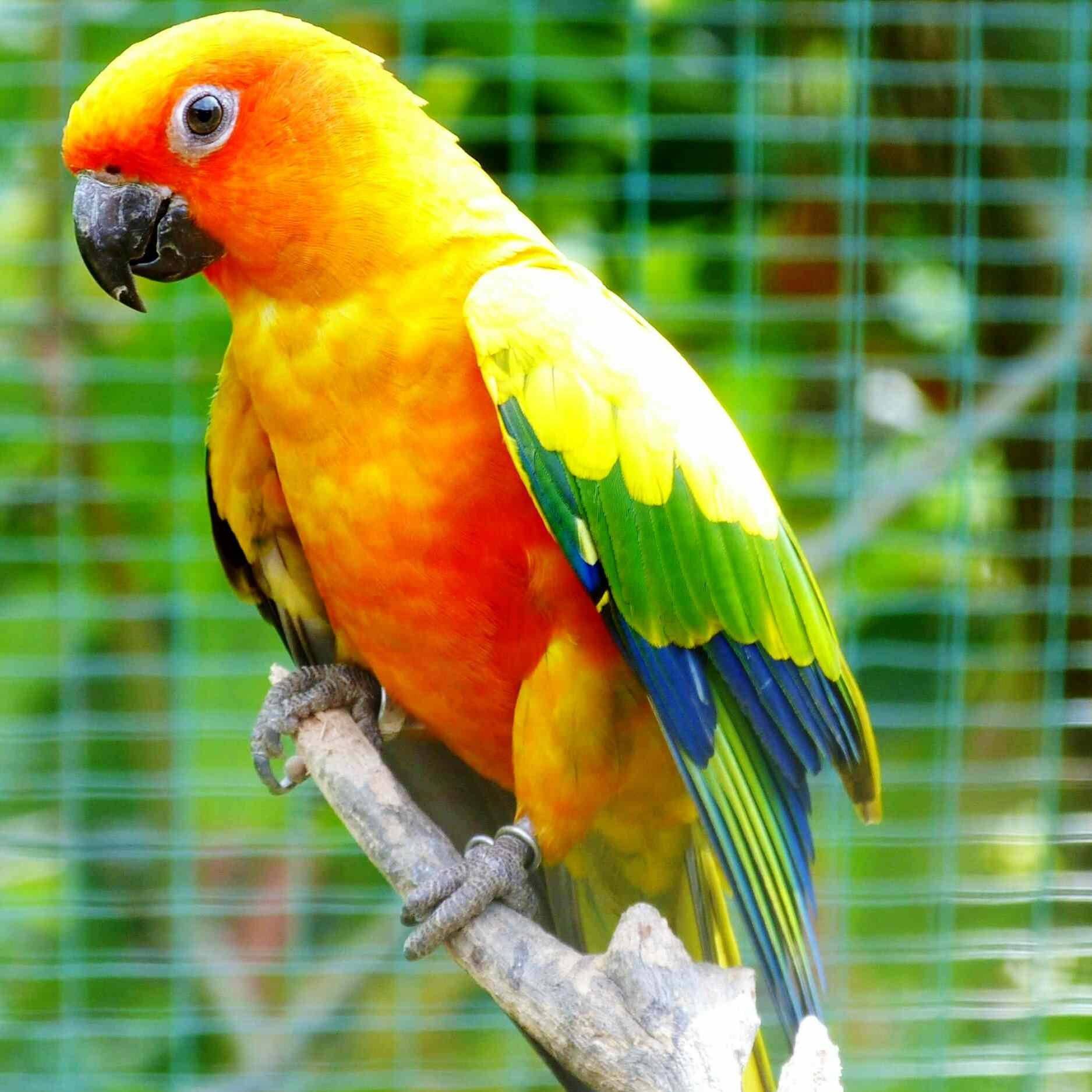 Амазон попугай: виды, фото, описание, содержание дома