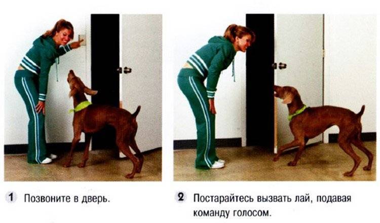 ᐉ как научить собаку основным командам - ➡ motildazoo.ru
