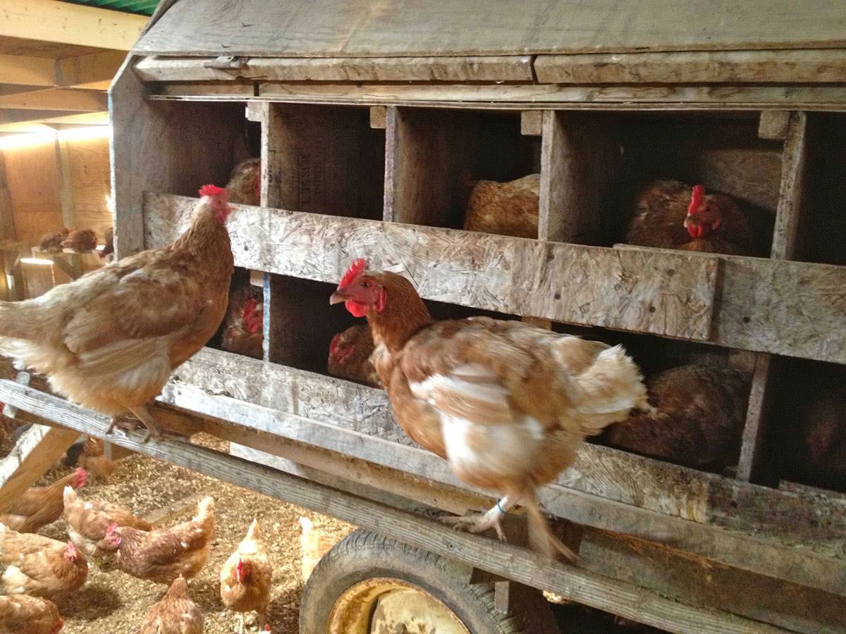 Разведение кур несушек в домашних условиях, на даче и как бизнес: какие породы куриц лучше развести для выращивания на мясо и на яйца selo.guru — интернет портал о сельском хозяйстве