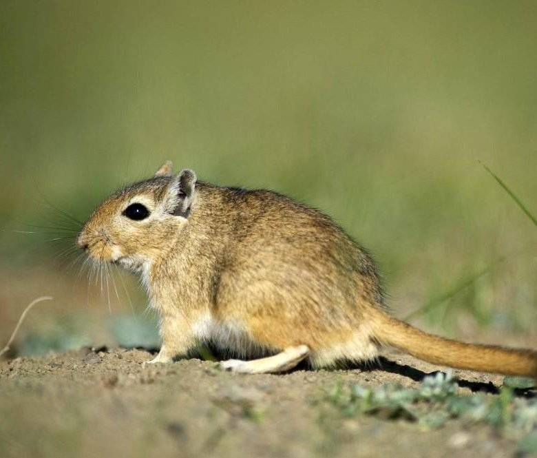 Мышь песчанка: уход в домашних условиях, сколько живёт монгольская мышь, фото и описание внешнего вида