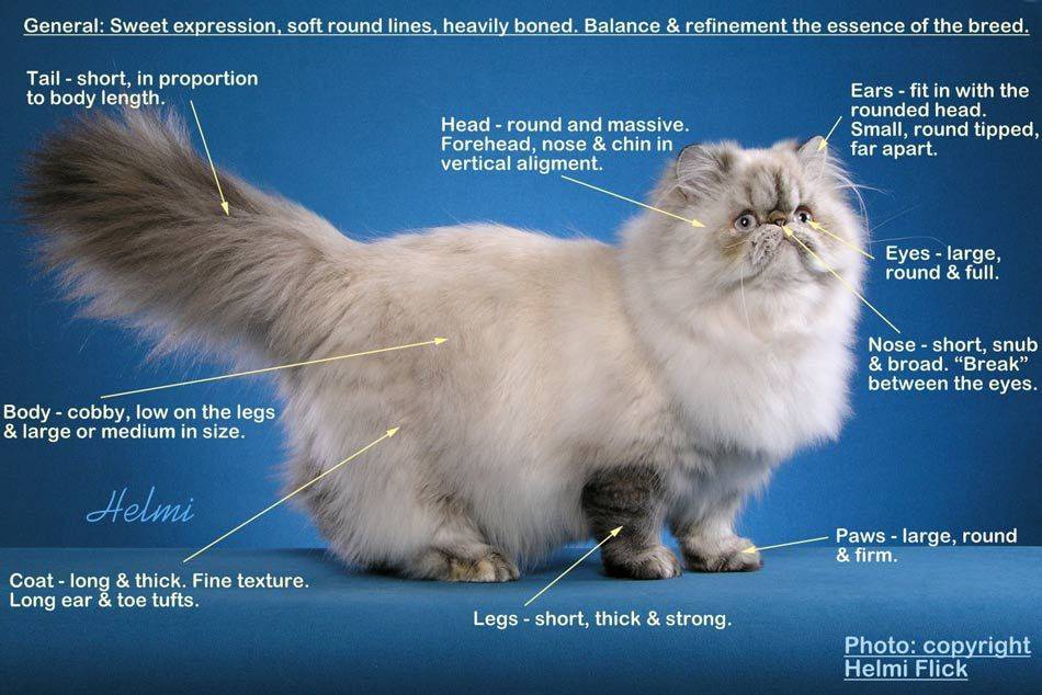 Описание персидской породы кошек | наши лучшие друзья