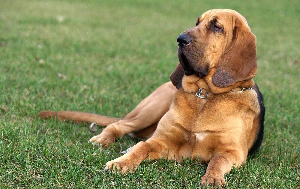 Бладхаунд: описание, характер собаки, питомники, уход, фото и видео