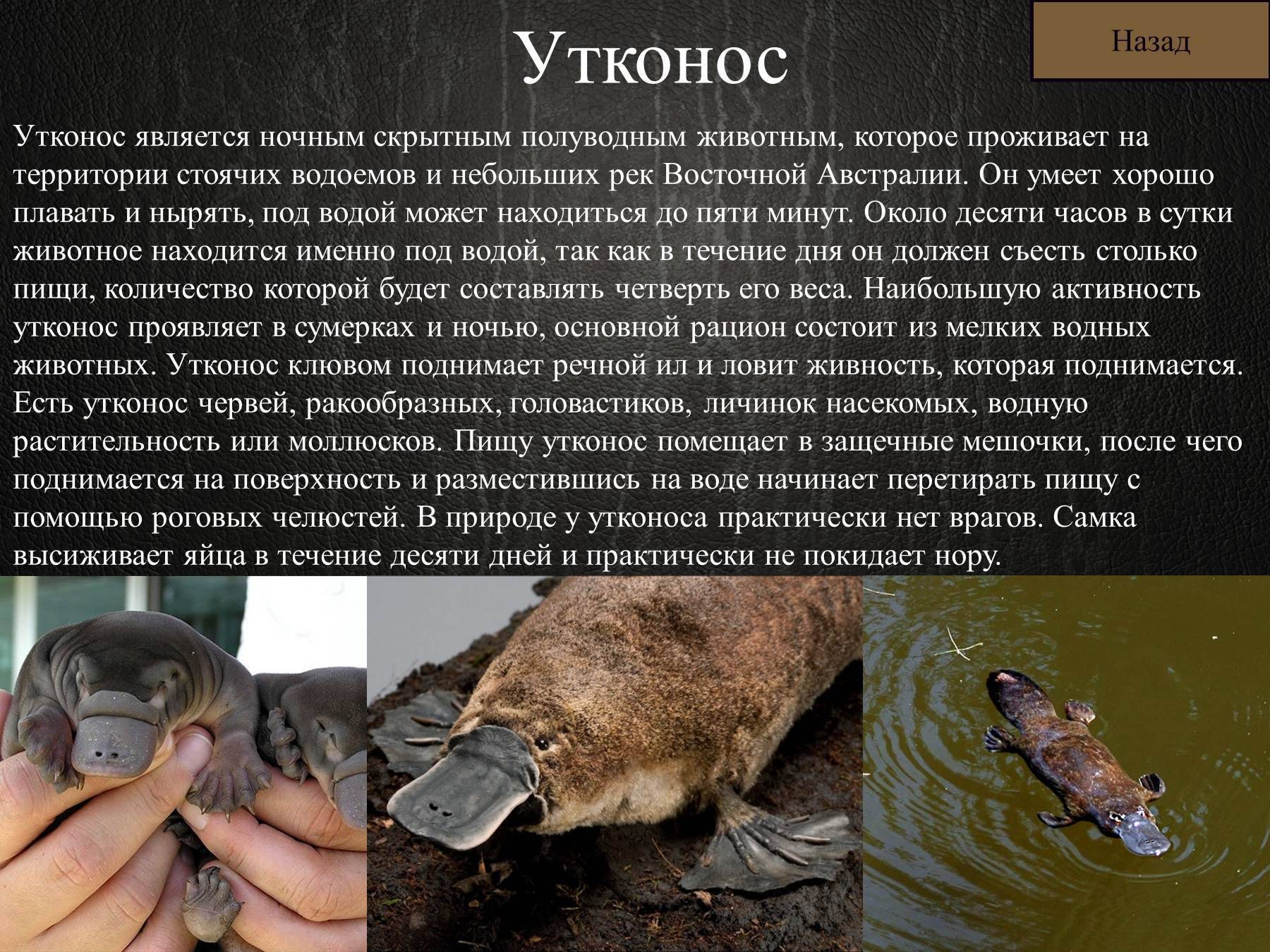 Утконос: описание животного, фото, где обитает, чем питается, как выглядит