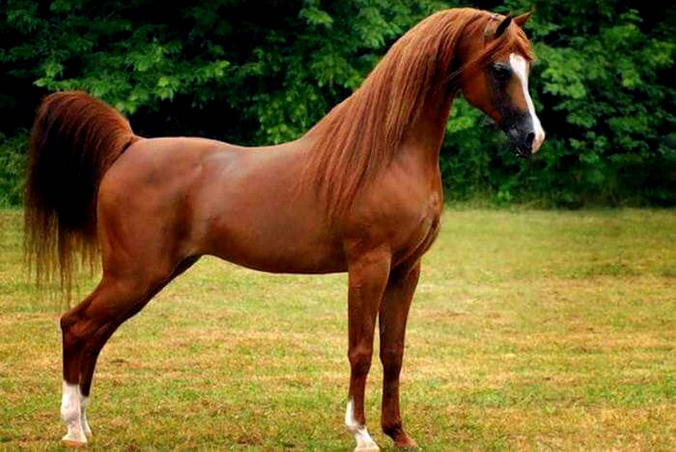 Арабская чистокровная лошадь — скакун шейхов и бедуинов