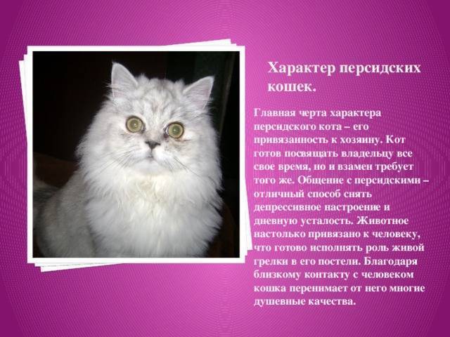 Персидская кошка - описание породы,характер, 33 фото - kisa.su
