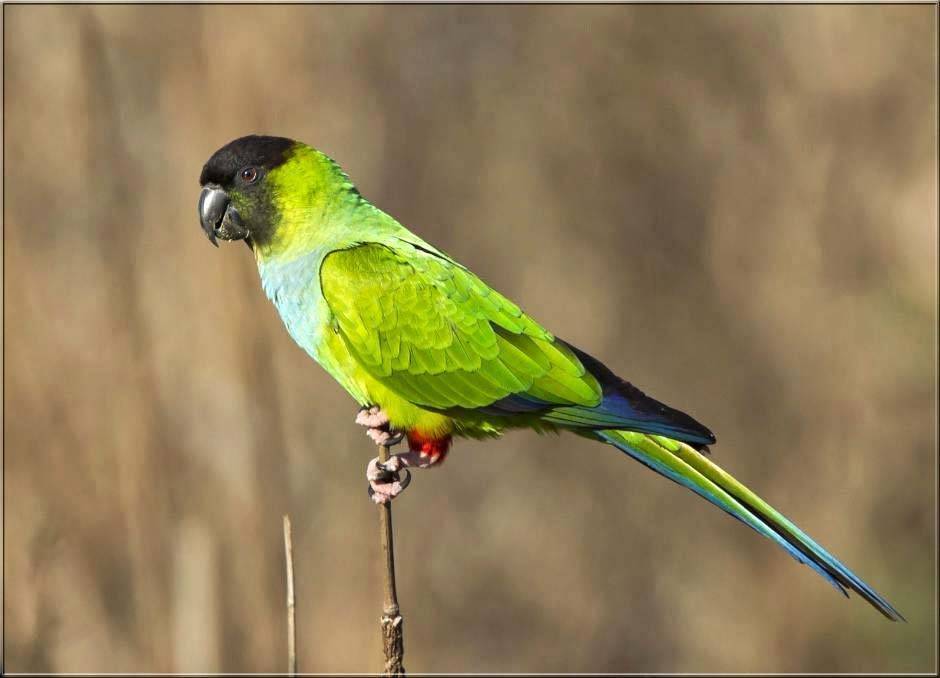 Попугай аратинга – фото, описание, виды, ареал, содержание