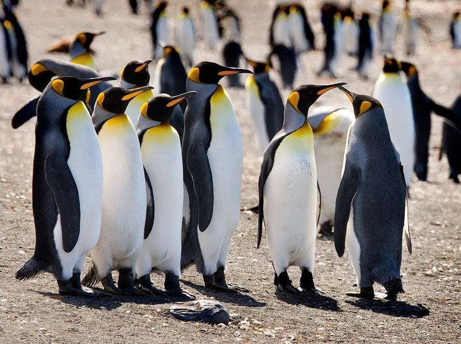 Пингвины: описание, виды, сколько живут, что едят