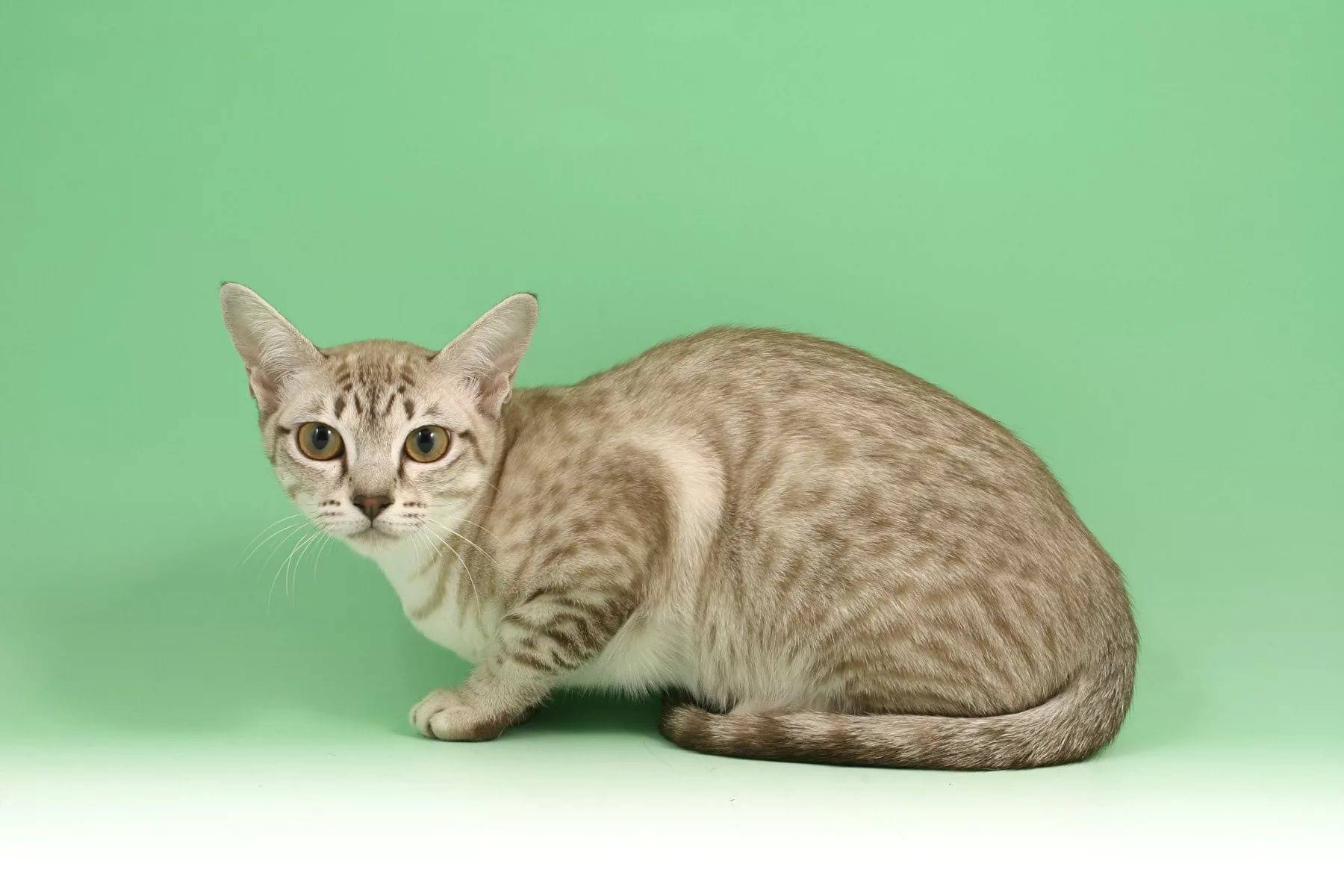 Азиатская (табби): идеальная домашняя кошка для любой семьи