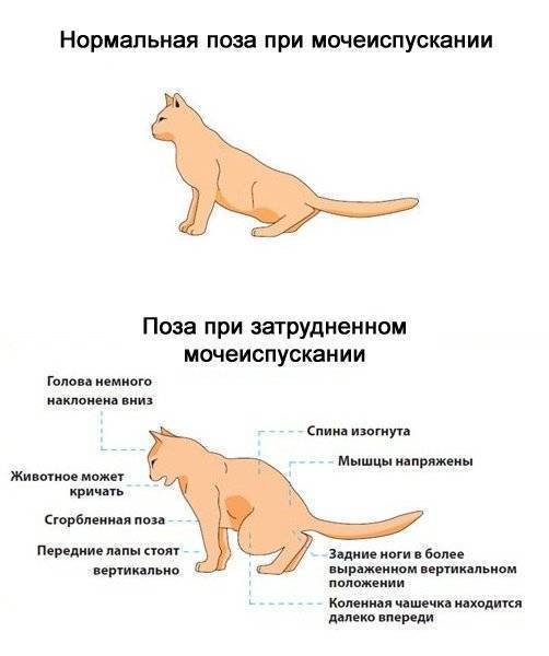 Мочекаменная болезнь у кошек