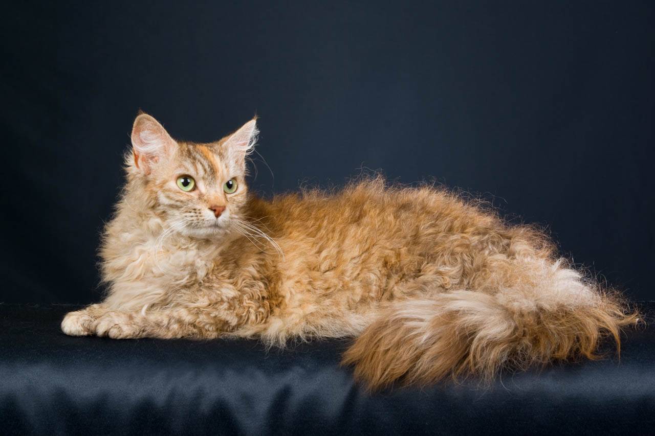 Лаперм - кошка с завивкой. особенности породы, содержание и характер и питание кошки породы лаперм