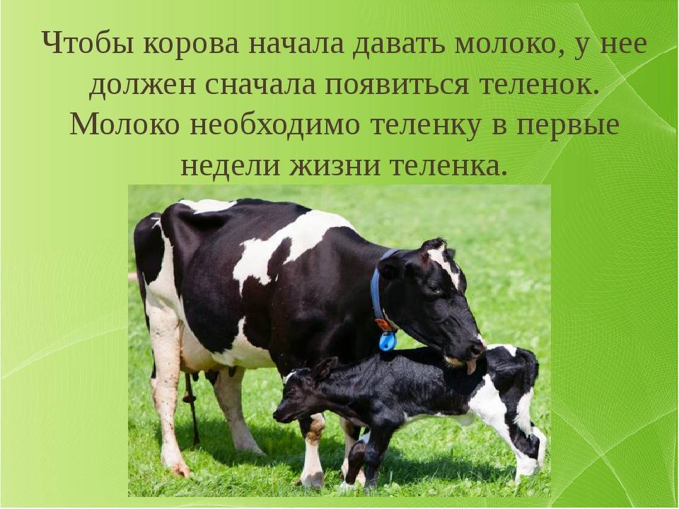 Сколько корова дает молока в сутки, в год, молочные породы коров