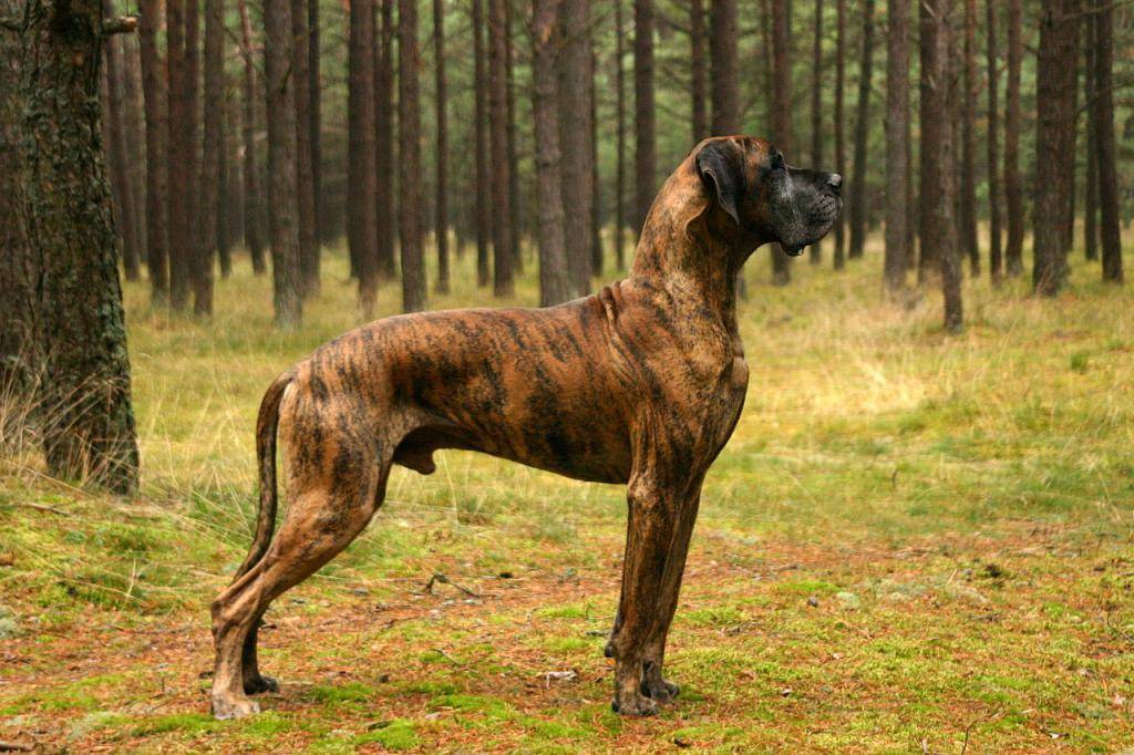 Собаки породы датский дог, характерные особенности, история происхождения и стандарты породы