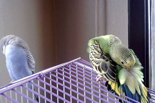 Почему попугай чешется: естественные причины и симптомы заболеваний