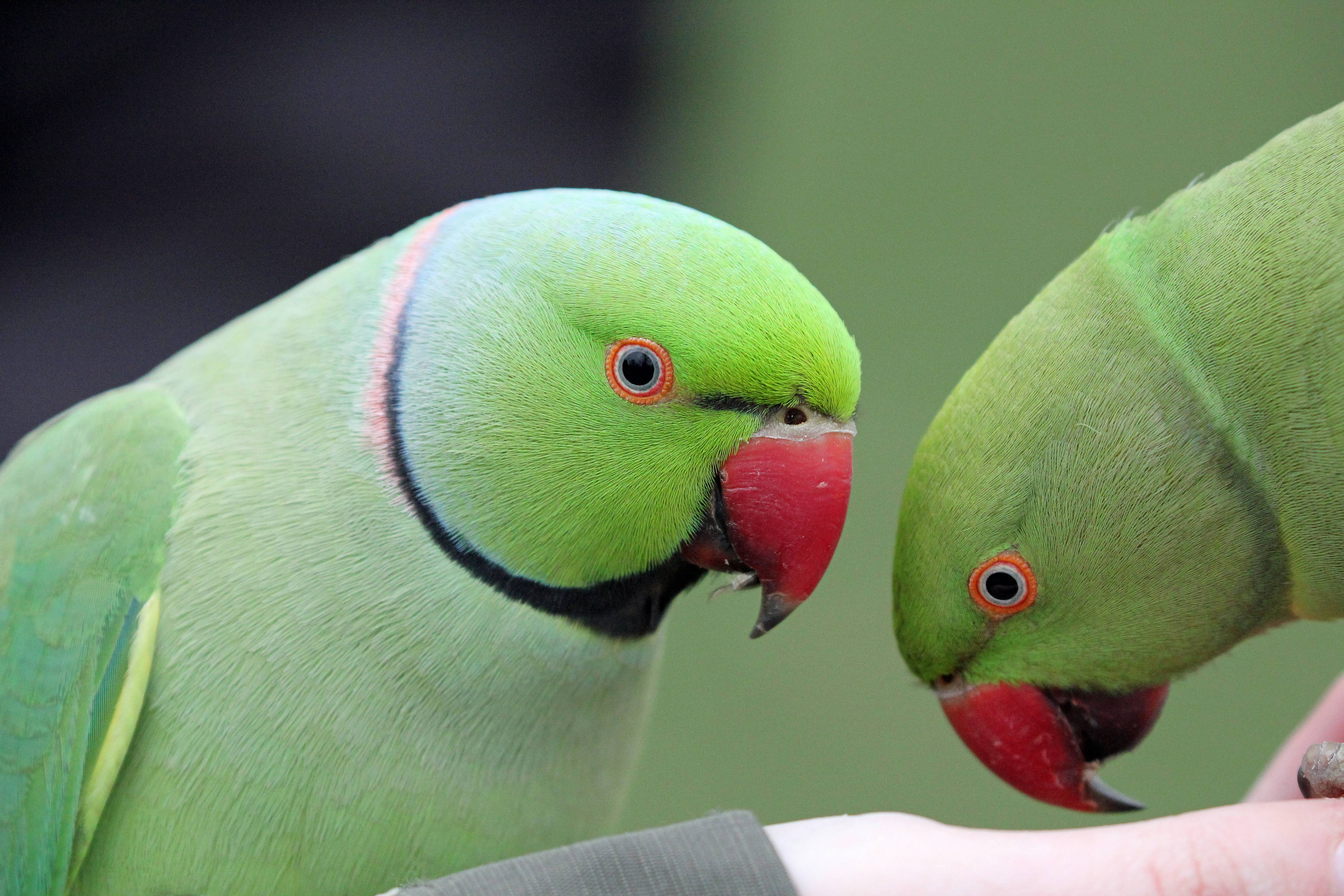 ? виды попугаев: интересные факты о разных видах попугаев