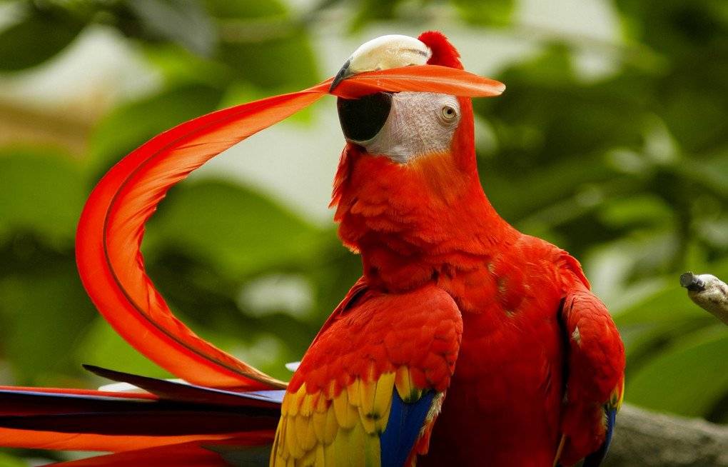 Самые красивые попугаи в мире ( + много фото )