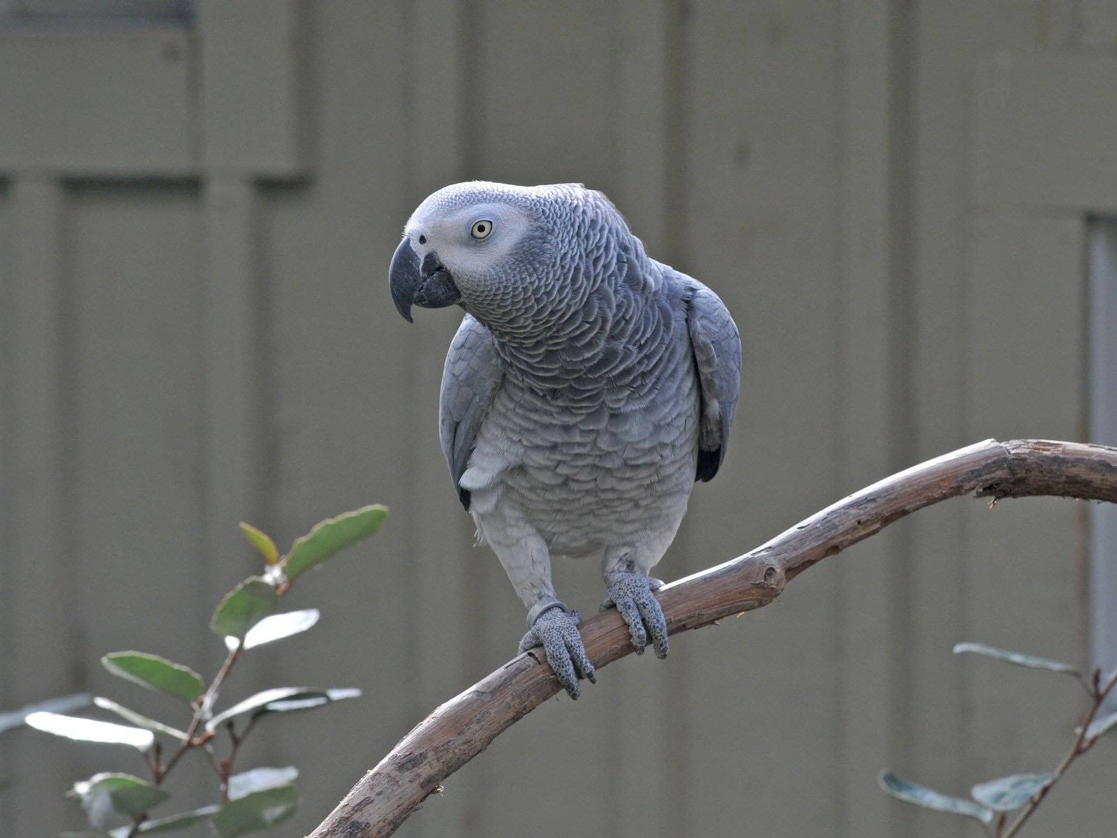 ? попугай жако (серый попугай): продолжительность жизни, описание, фото
