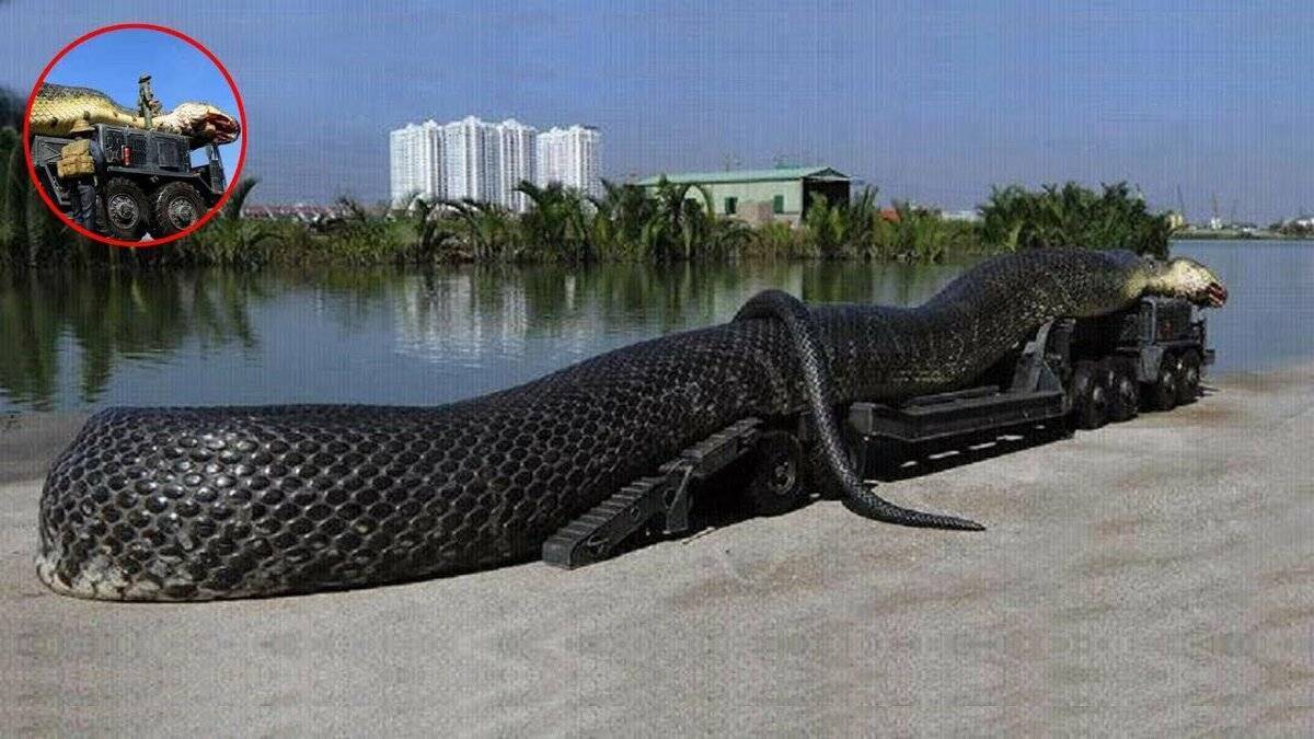 Топ 10: самые большие змеи в мире - фото, названия и характеристика