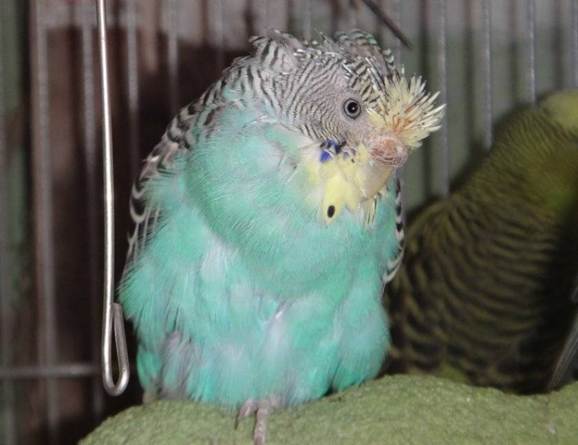 Линька у волнистых попугаев: когда происходит первый раз, сколько длится, в какое время года, симптомы и как часто бывает