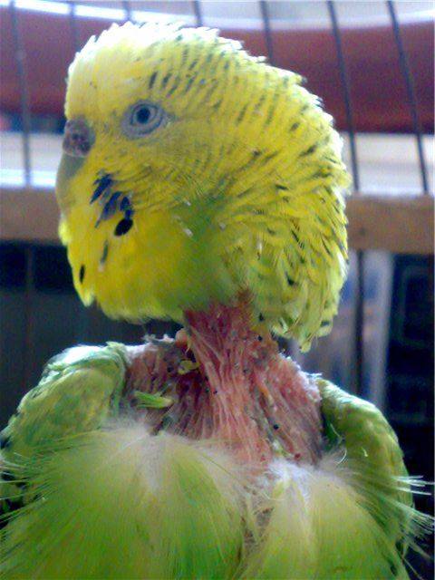 Что нужно делать, если у попугая выпадают перья?