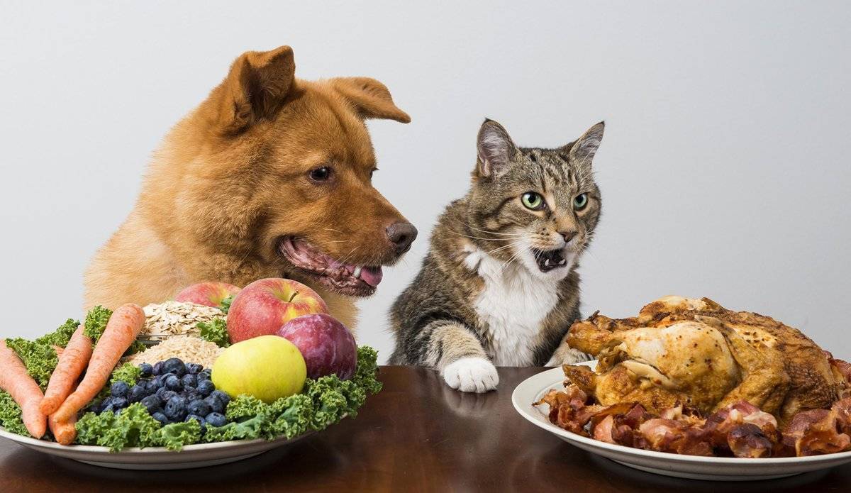 Как кормить собаку сухим кормом: правила, рекомендации
как кормить собаку сухим кормом: правила, рекомендации