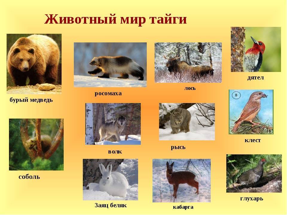Животные и растения красной книги россии: топ-20 + 100 фото