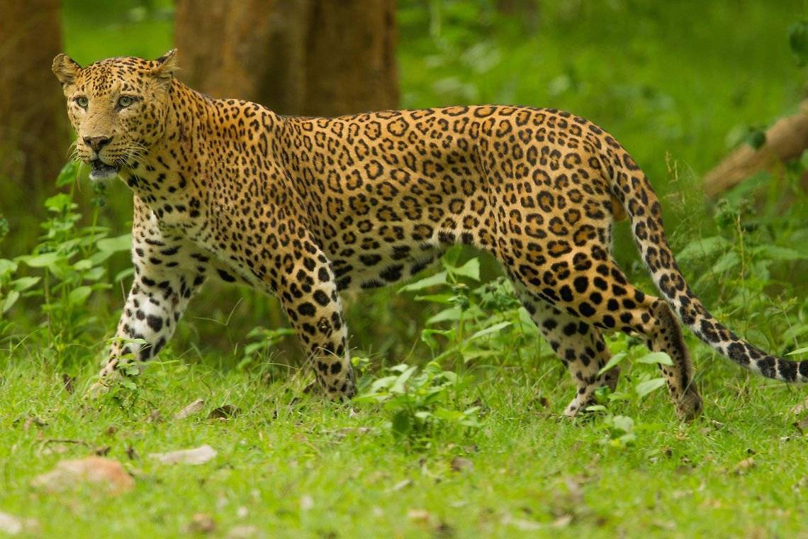 Дальневосточный леопард: описание, среда обитания, чем питается