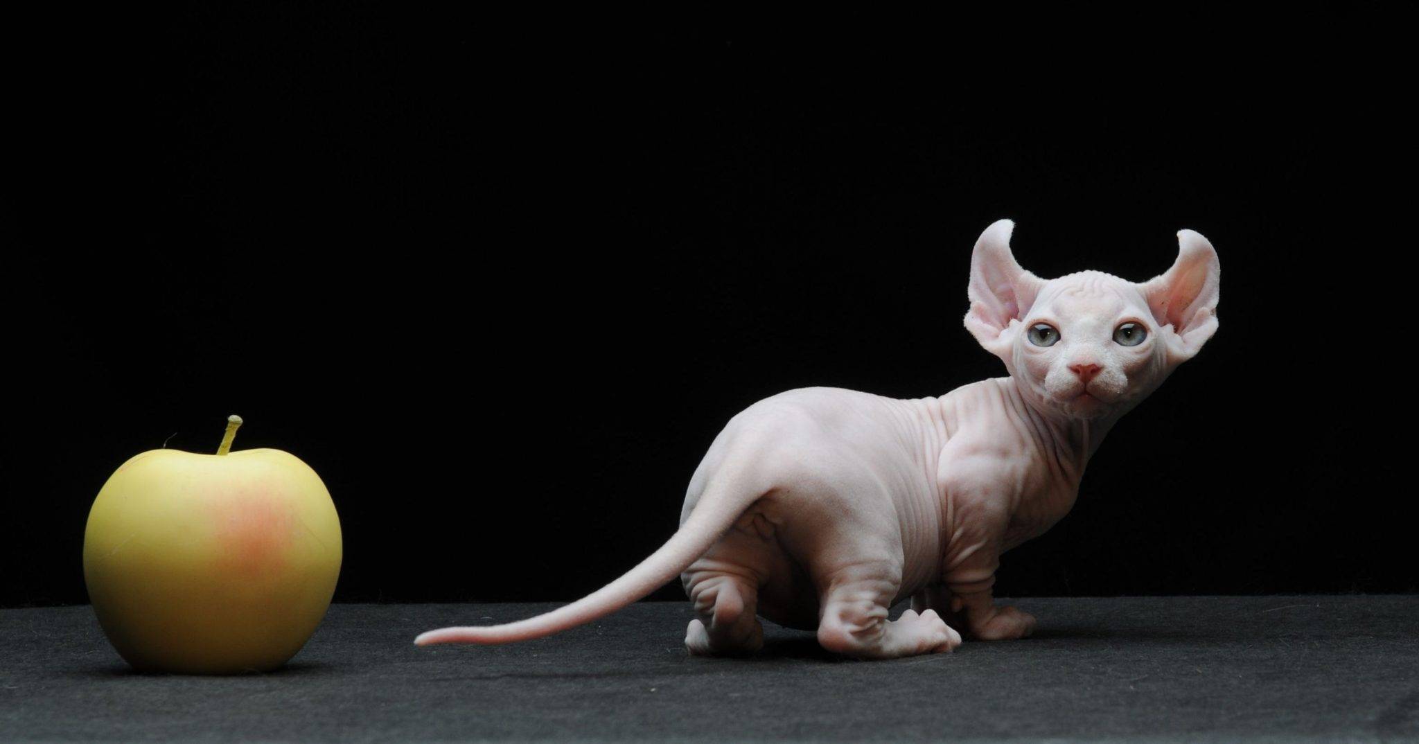 Самые маленькие кошки в мире: топ-10 домашних пород с фото и названиями