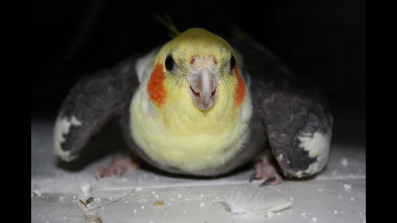 Попугай корелла чихает: причины, лечение, профилактика