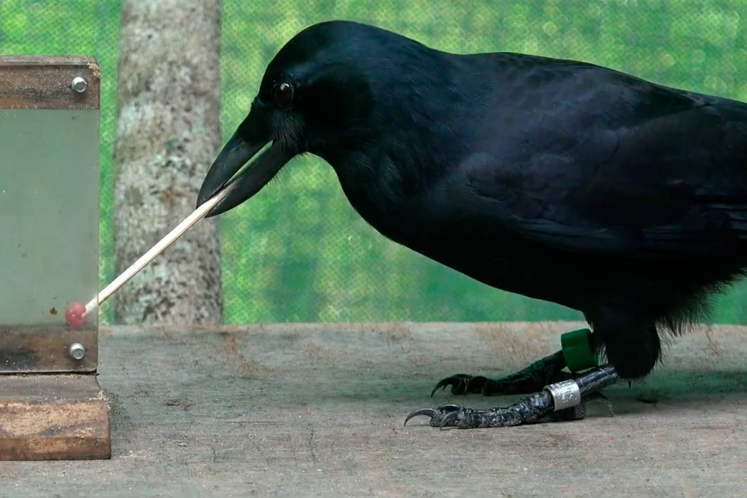 Можно ли сделать ворона ручным: что едят, содержание в домашних условиях