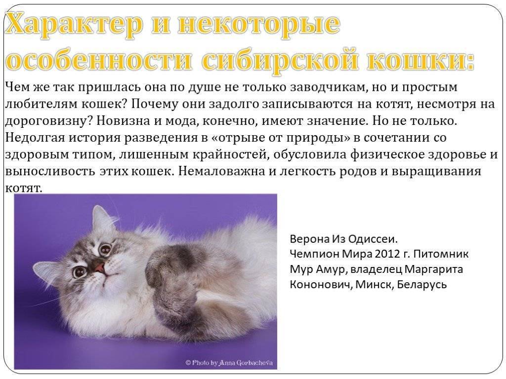 Сибирская кошка: 110 фото особенностей породы и ее стандарты