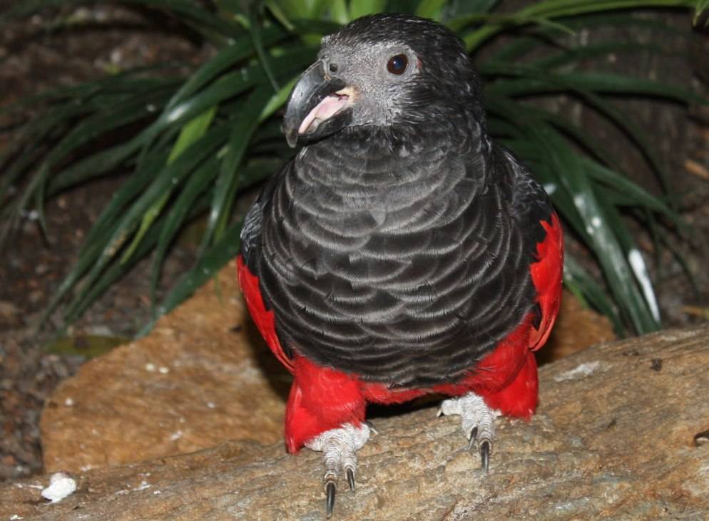 Щетиноголовые попугаи — одни из самых дорогих птиц в мире